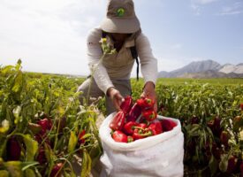 WhatsApp Image 2025-11-20 at 12.31.56