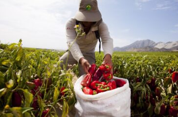 WhatsApp Image 2025-11-20 at 12.31.56